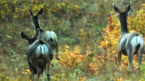 100e anniversaire de Parcs Canada
